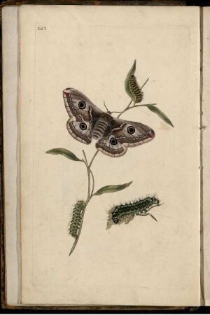 Pl. 253 [bis] 260 Pl. [siehe arabische Paginierung]