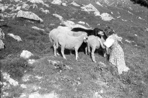Bayrischzell: zwei Mädchen an einer Schafherde