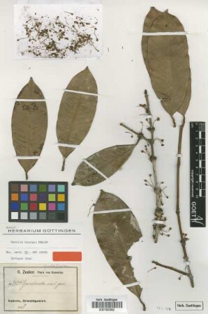 Garcinia tenuipes Engl. [Isosyntype]