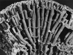 Tubipora purpurea Dana, Alcyonaria, Orgelkoralle, Rotes Meer