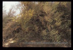 Arak Tree area