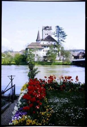 Aarwangen: Aare mit Schloss, Vordergrund Tulpen im Garten