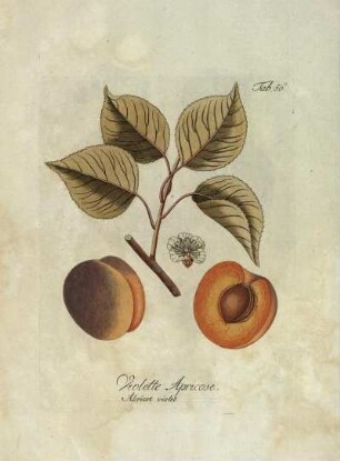 Tab. 56. Violette Apricose [...]