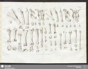 Pl. II. pag. 22