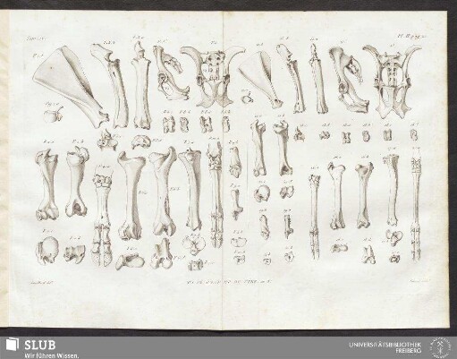 Pl. II. pag. 22