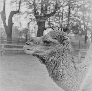 Hoyerswerda: Tiergarten : Zoo Hoyerswerda. Tiergehege mit Kamel (Camelidae)