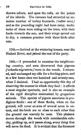 Wood pigeons described