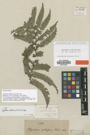 Polypodium extensum G.Forst. [type]