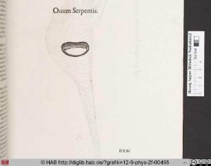 Ouum Serpentis.