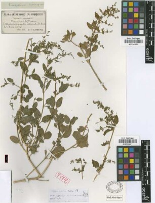 Chenopodium exocarpum Griseb. [syntype]