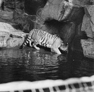 Zootiere. Sibirischer Tiger im Tierpark Berlin-Friedrichsfelde
