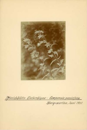 Acker-Glockenblume : Königswartha, Acker-Glockenblume (Campanula rapunculoides) in Blüte