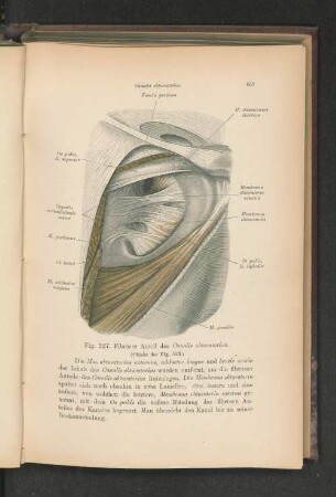 Fig. 527. Fibröser Anteil des Canalis obturatorius.