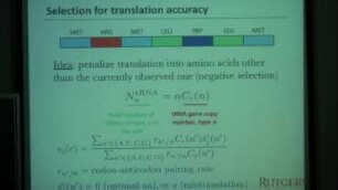 A biophysical model of codon bias evolution