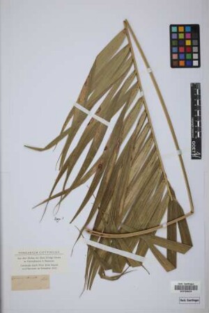 Geonoma interrupta (Ruiz & Pav.) Mart.