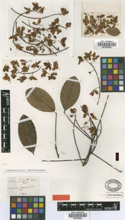 Cassia sagotiana Benth. [type]