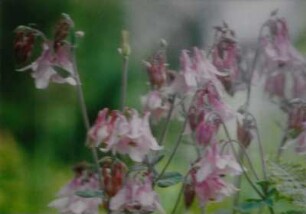 Blumen leicht unscharf