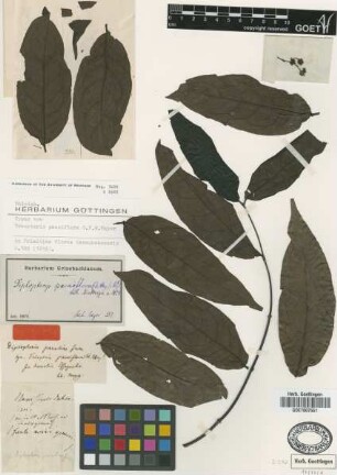 Diplopterys pauciflora (G.Mey.) Nied.
