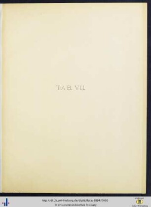Tab. VII.