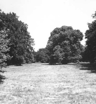 Cottbus. Branitzer Park (1846-1871; H. v. Pückler-Muskau). Wiesenfläche mit Baumgruppe und Solitärbaum. Blick vom Schlangensee nach Osten