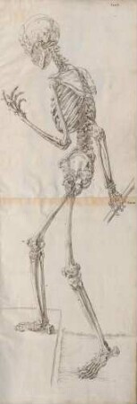 Tabulae Osteologicae Seu Omnium Corporis Humani Perfecti Ossium Imagines Ad Ductum Naturae Tam Sigillatim Quam In Ordinaria Connexione Secundum Habitum Suum Externum Magnitudine Naturali (Lineartafel)