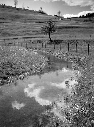 Wiese mit Bachlauf (vielleicht in den Allgäuer Alpen)