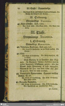 III. Classe. Dreymännige. Triandria