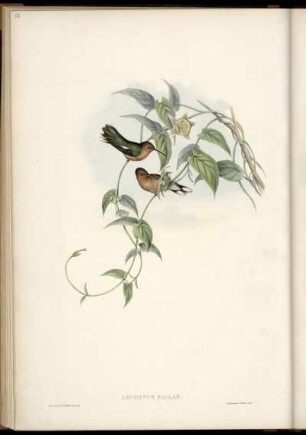 Leucippus Fallax.