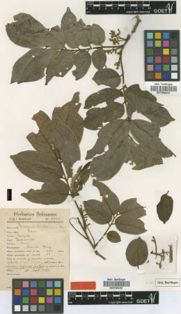 Pterocarpus steinbachianus Harms [type]