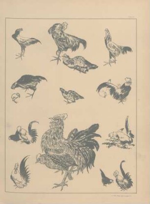 Plate 10