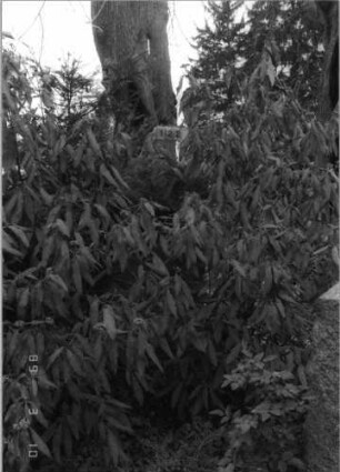 Grabstein 122 (Index: 100093808) Maße HxBxT: 215x86x39 cm: Grabstein 122
