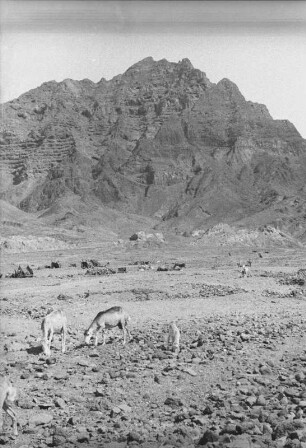 Landschaft mit Ziegen : Bergige Landschaft von Aden mit Ziegen