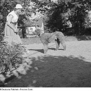 Porträt Axel, Hund von Prof. Gustav Fritzsche