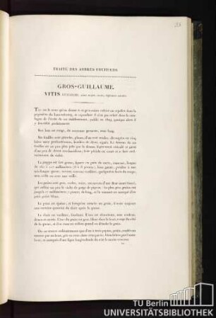 Gros-Guillaume. Vitis Guilelmi, acino magno, ovato, nigricante-cæruleo.