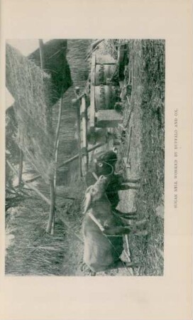 Sugar mill worked by Buffalo and Ox