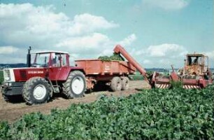 Fotografie: Ernteverfahren, Zuckerrübe, Parallelverfahren, Transportgerät