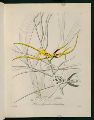 32r-32v, Brassia Gireoudiana