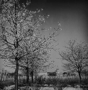 Archivfotografie "kaiserstuhl_koenigsschaffhausen_23250neg"