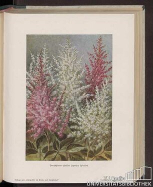 Prachtspiraea (Astilbe japonica hybrida)