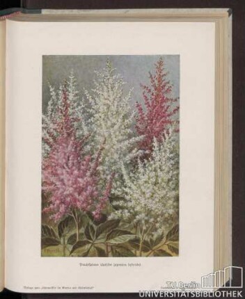 Prachtspiraea (Astilbe japonica hybrida)