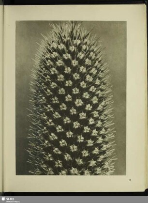 Eryngium alpinum. Mannstreu, Männertreu. Blütenköpfchen in 8facher Vergrößerung
