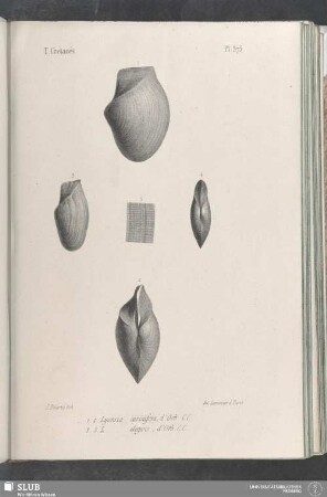 Pl. 373