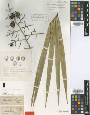Pseudophoenix sargentii H.Wendl. ex Sarg. [isotype]