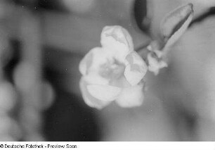 Nahaufnahme einer Blüte