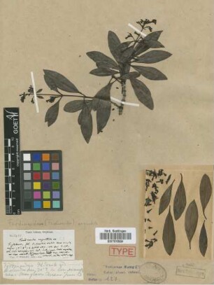 Ferdinandea angustata C.Wright ex Griseb.