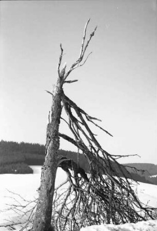 Schwärzenbach: Sturmgebrochener Baum