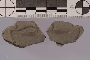 Heuschrecke (Orthoptera)