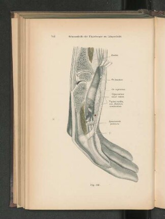 Fig. 586. Sehnenscheide der Fingerbeuger am Längsschnitt.