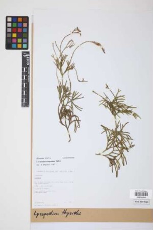 Diphasiastrum thyoides (Humb. & Bonpl. ex Willd.) Holub