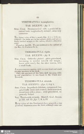 Terebratula rigida. Tab. DXXXVI.—fig. 2
